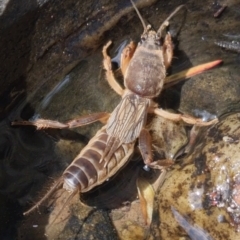 Gryllotalpa australis at Bungendore, NSW - suppressed