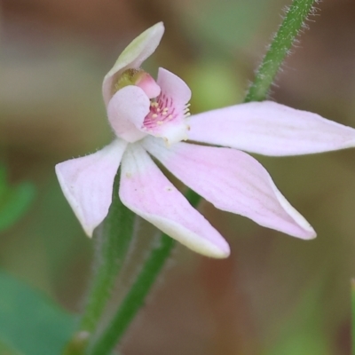 Caladenia carnea (Pink Fingers) at Beechworth, VIC - 14 Oct 2023 by KylieWaldon