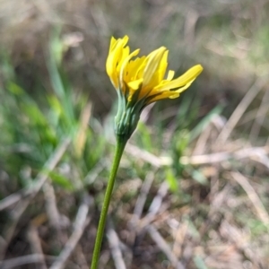 Microseris walteri at Tuggeranong, ACT - 16 Oct 2023