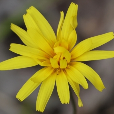 Microseris walteri (Yam Daisy, Murnong) at Beechworth, VIC - 14 Oct 2023 by KylieWaldon