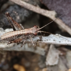 Unidentified Katydid (Tettigoniidae) at Beechworth, VIC - 14 Oct 2023 by KylieWaldon