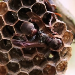 Ropalidia plebeiana (Small brown paper wasp) at Beechworth, VIC - 15 Oct 2023 by KylieWaldon