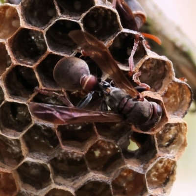 Ropalidia plebeiana (Small brown paper wasp) at Beechworth, VIC - 15 Oct 2023 by KylieWaldon
