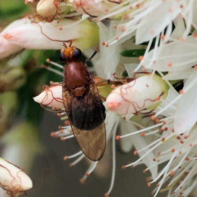 Unidentified Flower-loving fly (Apioceridae) at Beechworth, VIC - 14 Oct 2023 by KylieWaldon
