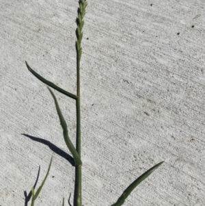 Lolium rigidum at Belconnen, ACT - 16 Oct 2023