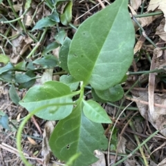 Anredera cordifolia (Madeira Vine ) at Tarrawanna, NSW - 13 Oct 2023 by JohnGiacon