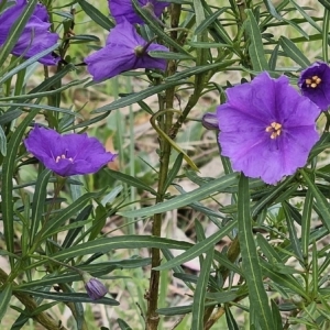 Solanum linearifolium at Belconnen, ACT - 15 Oct 2023 03:12 PM