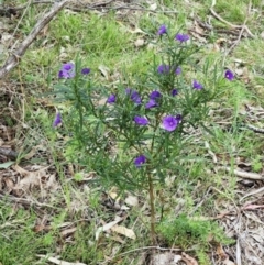 Solanum linearifolium at Belconnen, ACT - 15 Oct 2023 03:12 PM