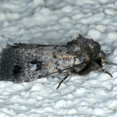 Thoracolopha verecunda (A Noctuid moth (Acronictinae)) at Ainslie, ACT - 10 Oct 2023 by jb2602
