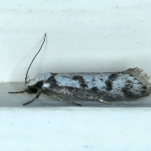 Eusemocosma pruinosa at Ainslie, ACT - 10 Oct 2023