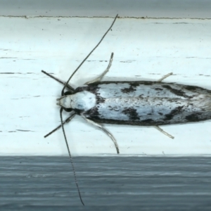 Eusemocosma pruinosa at Ainslie, ACT - 10 Oct 2023