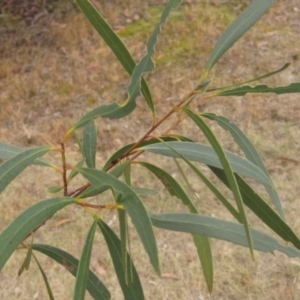 Eucalyptus moorei at Higgins, ACT - 6 Oct 2023