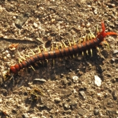 Cormocephalus aurantiipes (Orange-legged Centipede) at Wanniassa, ACT - 12 Oct 2023 by JohnBundock