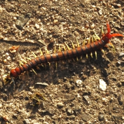 Cormocephalus aurantiipes (Orange-legged Centipede) at Wanniassa, ACT - 11 Oct 2023 by JohnBundock