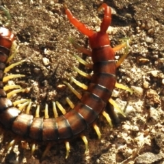 Cormocephalus aurantiipes at Wanniassa, ACT - 12 Oct 2023