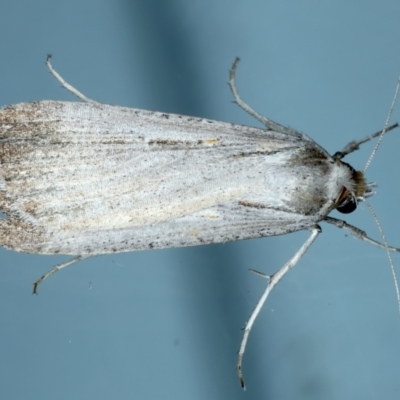 Lygephila fallax (Double-spotted Snout) at Ainslie, ACT - 10 Oct 2023 by jb2602