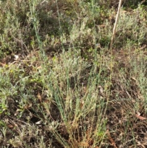 Linum marginale at Hughes, ACT - suppressed