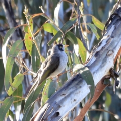 Manorina melanocephala (Noisy Miner) at Yarralumla, ACT - 14 Oct 2023 by JimL