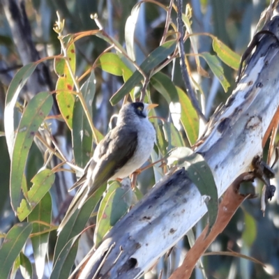 Manorina melanocephala (Noisy Miner) at Yarralumla, ACT - 15 Oct 2023 by JimL