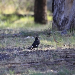 Strepera graculina (Pied Currawong) at Yarralumla, ACT - 14 Oct 2023 by JimL