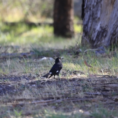 Strepera graculina (Pied Currawong) at Yarralumla, ACT - 14 Oct 2023 by JimL