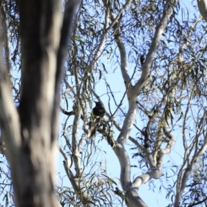 Strepera graculina at Yarralumla, ACT - 15 Oct 2023 08:55 AM