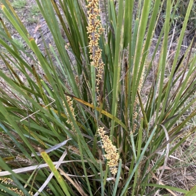 Lomandra longifolia (Spiny-headed Mat-rush, Honey Reed) at Gossan Hill - 16 Oct 2023 by lyndallh