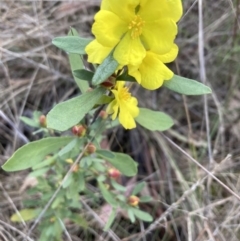 Hibbertia obtusifolia (Grey Guinea-flower) at Bruce, ACT - 16 Oct 2023 by lyndallh