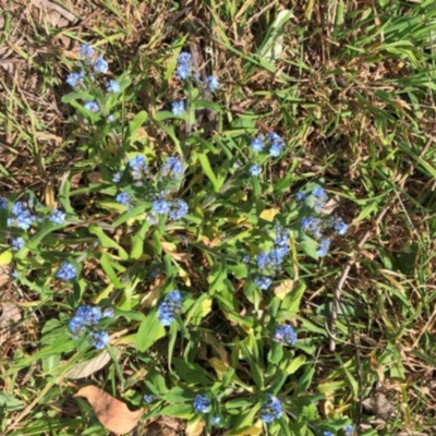 Myosotis laxa subsp. caespitosa (Water Forget-me-not) at Garran, ACT - 16 Oct 2023 by ruthkerruish