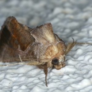 Chrysodeixis eriosoma at Ainslie, ACT - 11 Oct 2023 10:33 PM