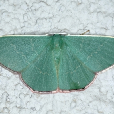 Prasinocyma semicrocea (Common Gum Emerald moth) at Ainslie, ACT - 11 Oct 2023 by jb2602