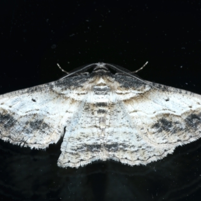 Syneora euboliaria (Boarmiini, Geometer moth) at Ainslie, ACT - 11 Oct 2023 by jb2602