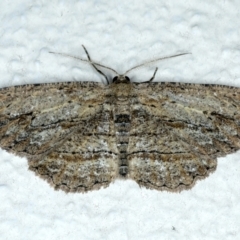 Ectropis (genus) (An engrailed moth) at Ainslie, ACT - 11 Oct 2023 by jb2602