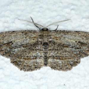 Ectropis (genus) at Ainslie, ACT - 11 Oct 2023 10:29 PM