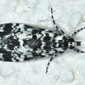 Scoparia exhibitalis at Ainslie, ACT - 13 Oct 2023