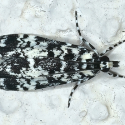 Scoparia exhibitalis (A Crambid moth) at Ainslie, ACT - 13 Oct 2023 by jb2602