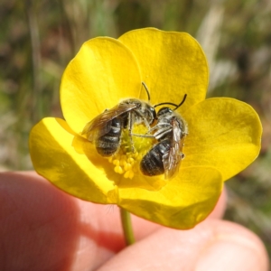 Lasioglossum (Chilalictus) lanarium at Tuggeranong, ACT - 16 Oct 2023