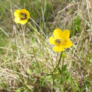 Lasioglossum (Chilalictus) lanarium at Tuggeranong, ACT - 16 Oct 2023