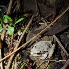 Litoria lesueuri (Lesueur's Tree-frog) at Cotter River, ACT - 14 Oct 2023 by Ct1000