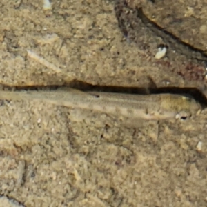 Oncorhynchus mykiss at Cotter River, ACT - 14 Oct 2023