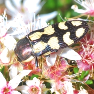 Castiarina decemmaculata at Coree, ACT - 14 Oct 2023