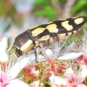 Castiarina decemmaculata at Coree, ACT - 14 Oct 2023