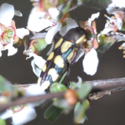 Castiarina decemmaculata (Ten-spot Jewel Beetle) at Belconnen, ACT - 15 Oct 2023 by Harrisi