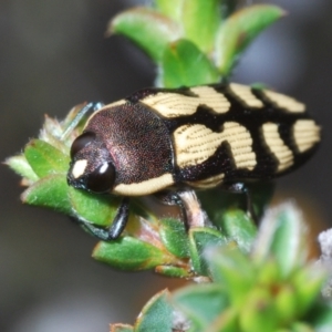 Castiarina decemmaculata at Stromlo, ACT - 15 Oct 2023 03:17 PM