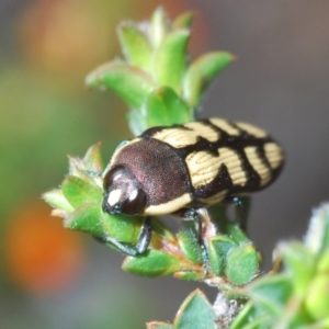 Castiarina decemmaculata at Stromlo, ACT - 15 Oct 2023 03:17 PM