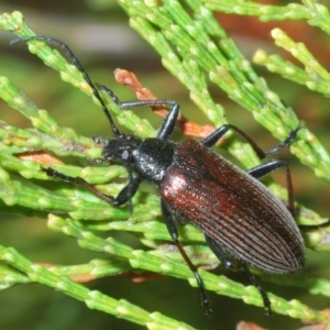 Homotrysis sp. (genus) at Stromlo, ACT - 15 Oct 2023 03:34 PM