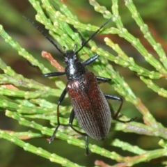 Homotrysis sp. (genus) at Stromlo, ACT - 15 Oct 2023 03:34 PM