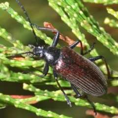 Homotrysis sp. (genus) at Stromlo, ACT - 15 Oct 2023 03:34 PM