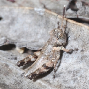 Brachyexarna lobipennis at Stromlo, ACT - 15 Oct 2023 03:38 PM