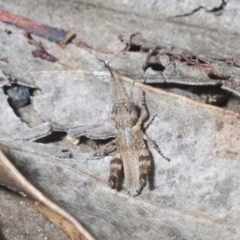 Brachyexarna lobipennis at Stromlo, ACT - 15 Oct 2023 03:38 PM